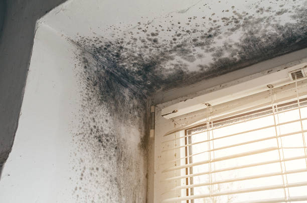 Affordable Attic Mold Remediation solutions in Knightdale, NC